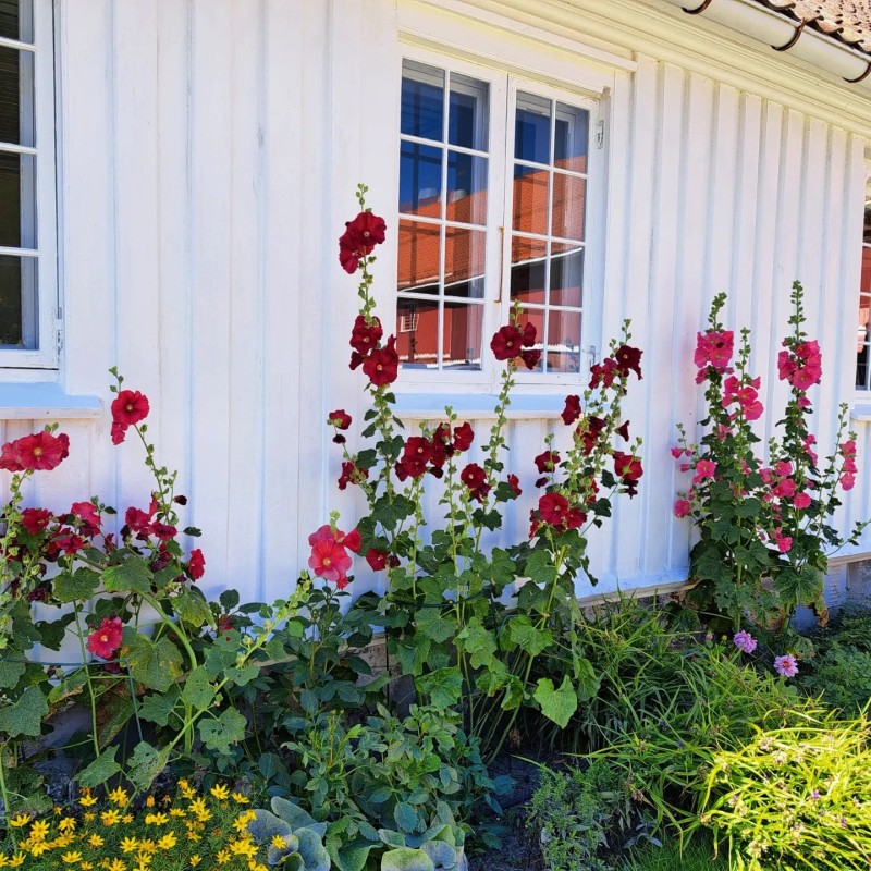 Bilde til saken KULTURSØNDAG kafé & utstilling