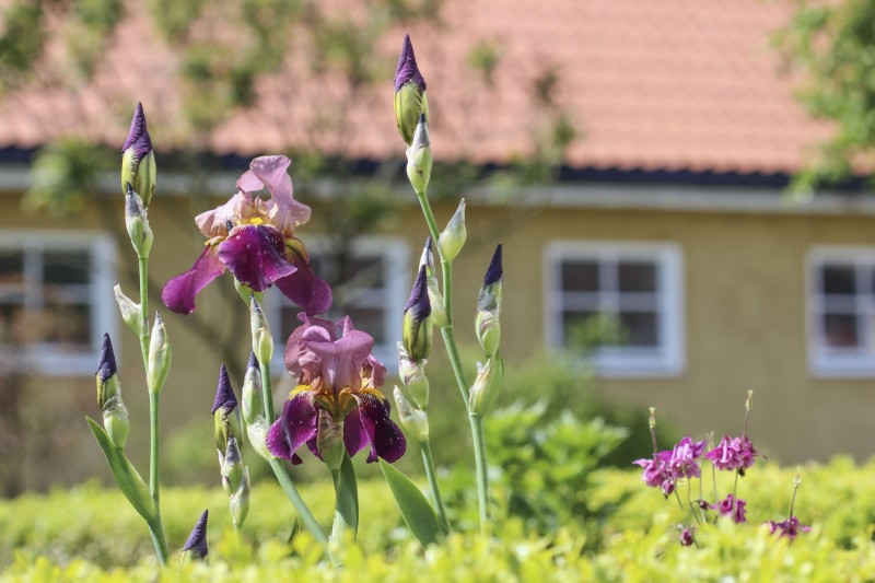 Bilde til saken PINSE - STENGT
