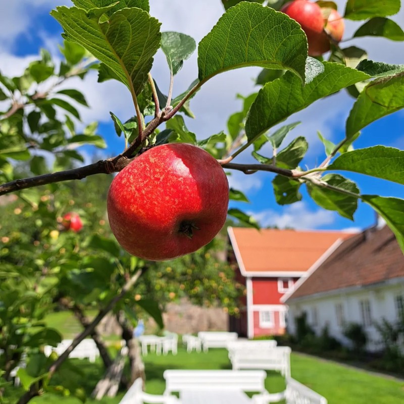 Bilde til saken KULTURSØNDAG Amerika - det forjettede land?